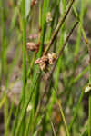 Weakstalk bulrush